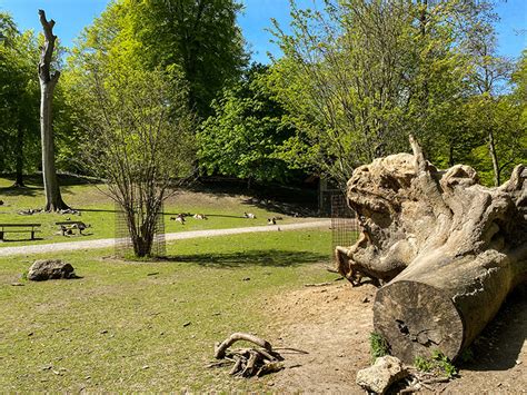 Marselisborg Dyrehave » Oplev den smukke dyrepark。